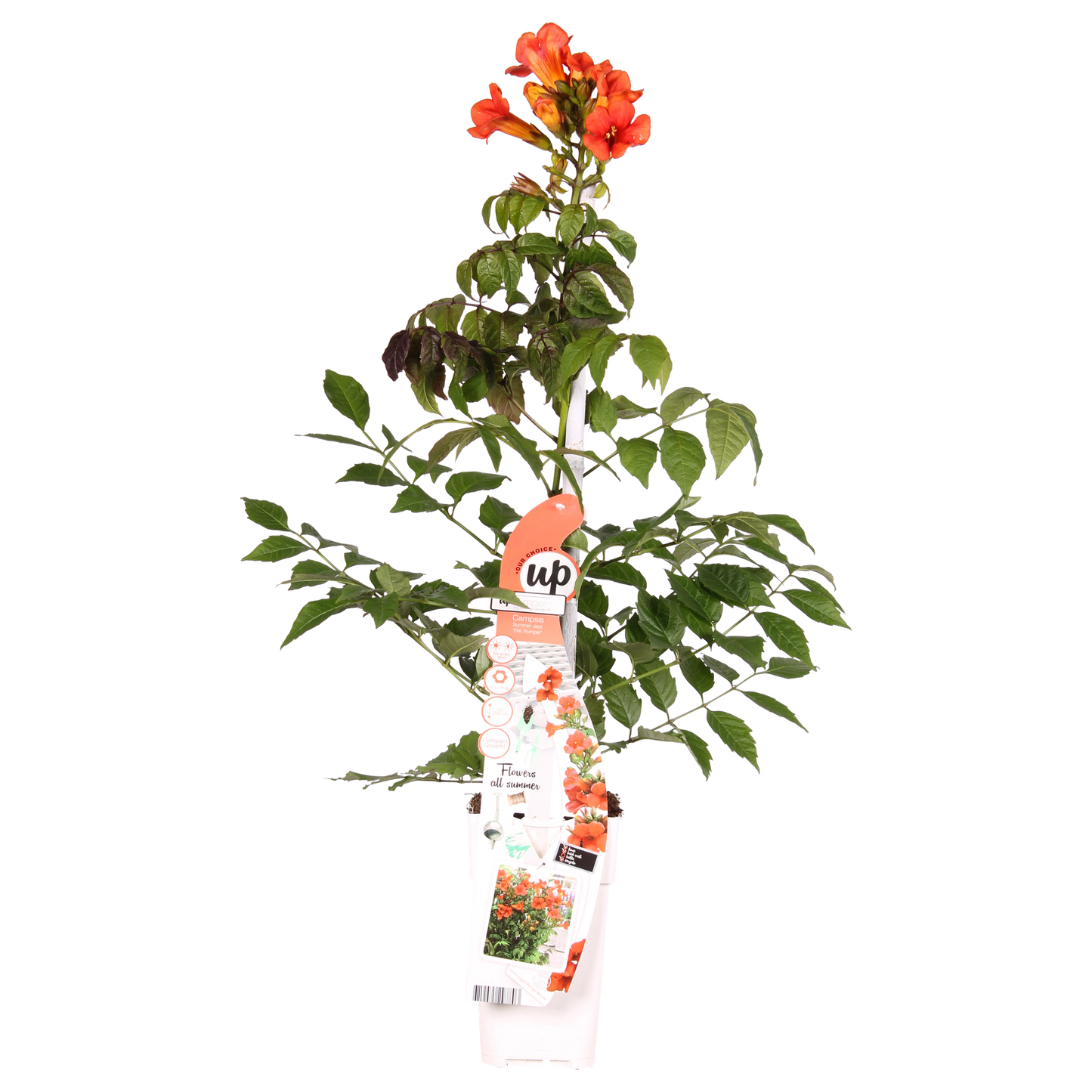 Campsis Summer Jazz Fire Trumpet - Ø19cm - ↕70cm - Ø15 - ↨65cm