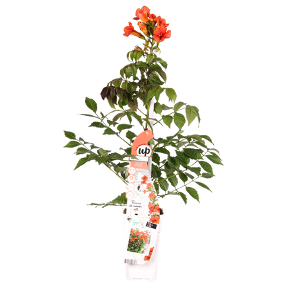Campsis Summer Jazz Fire Trumpet - Ø19cm - ↕70cm - Ø15 - ↨65cm