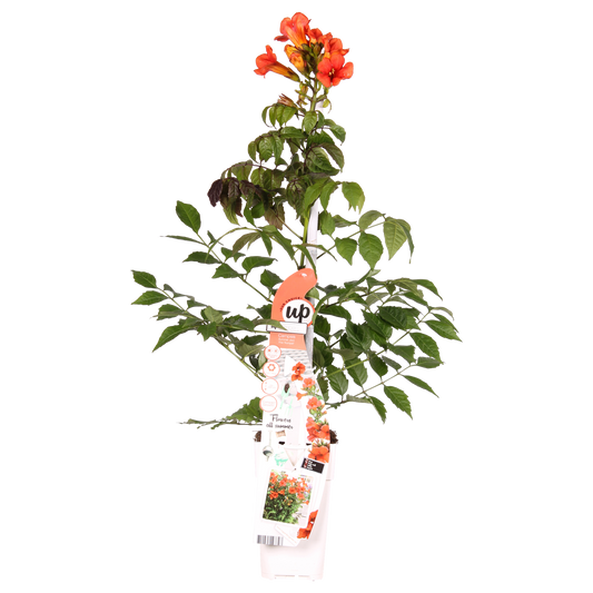 Campsis Summer Jazz Fire Trumpet - Ø19cm - ↕70cm - Ø15 - ↨65cm