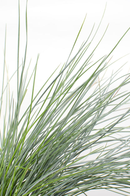 Festuca glauca Azura Blue - Ø14 - ↨30cm