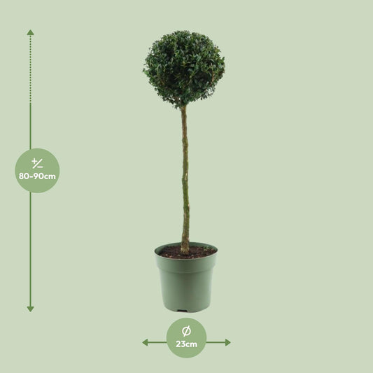 Buxus Semp. Mono-Ball - Ø23cm - ↕85cm
