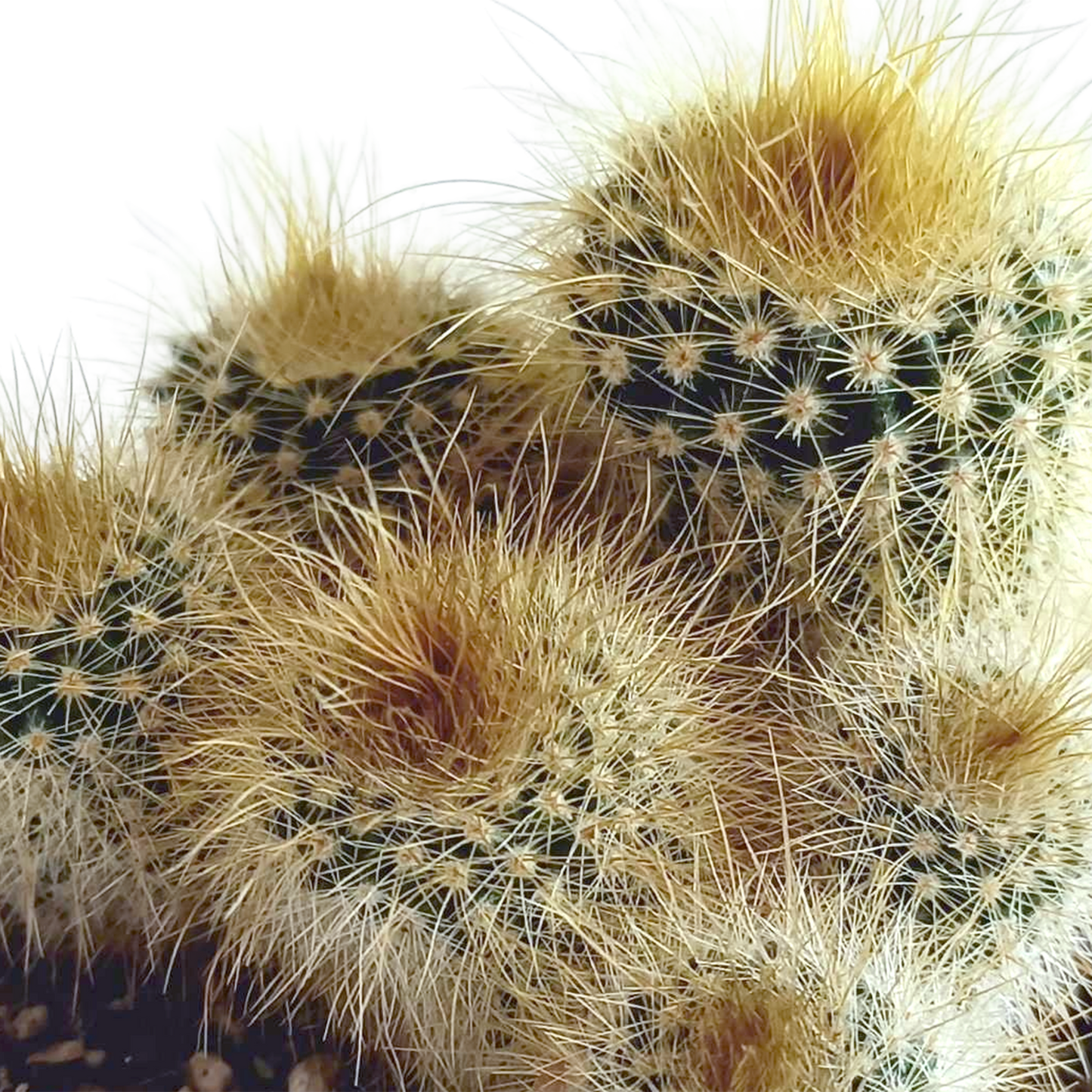 Kakteenmischung 5,5 cm - 5x - in Mexicaanse pot