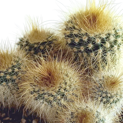 Kakteenmischung 5,5 cm - 5x - in Mexicaanse pot