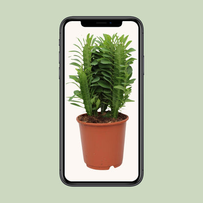 Euphorbia Trigona - Ø12cm - ↕40cm