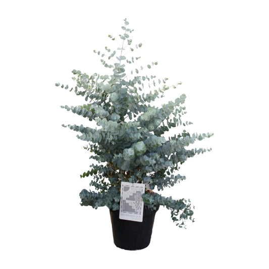 Eucalyptus Cin. Silver Dollar - Ø30cm - ↕95cm