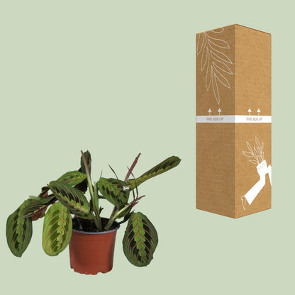 PROMO - Maranta Leuconeura Fascinator - Ø12cm - ↕30cm