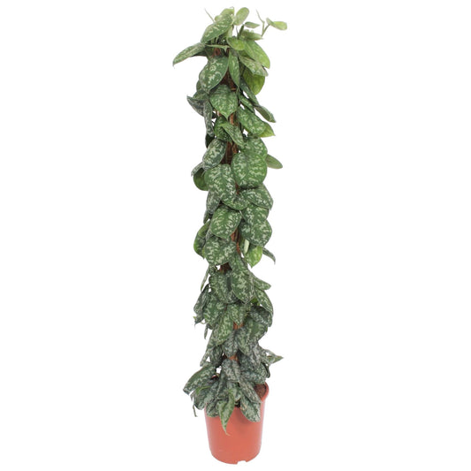 Efeutute 'Trebie' am Moosstab – 160 cm Zimmerpflanze