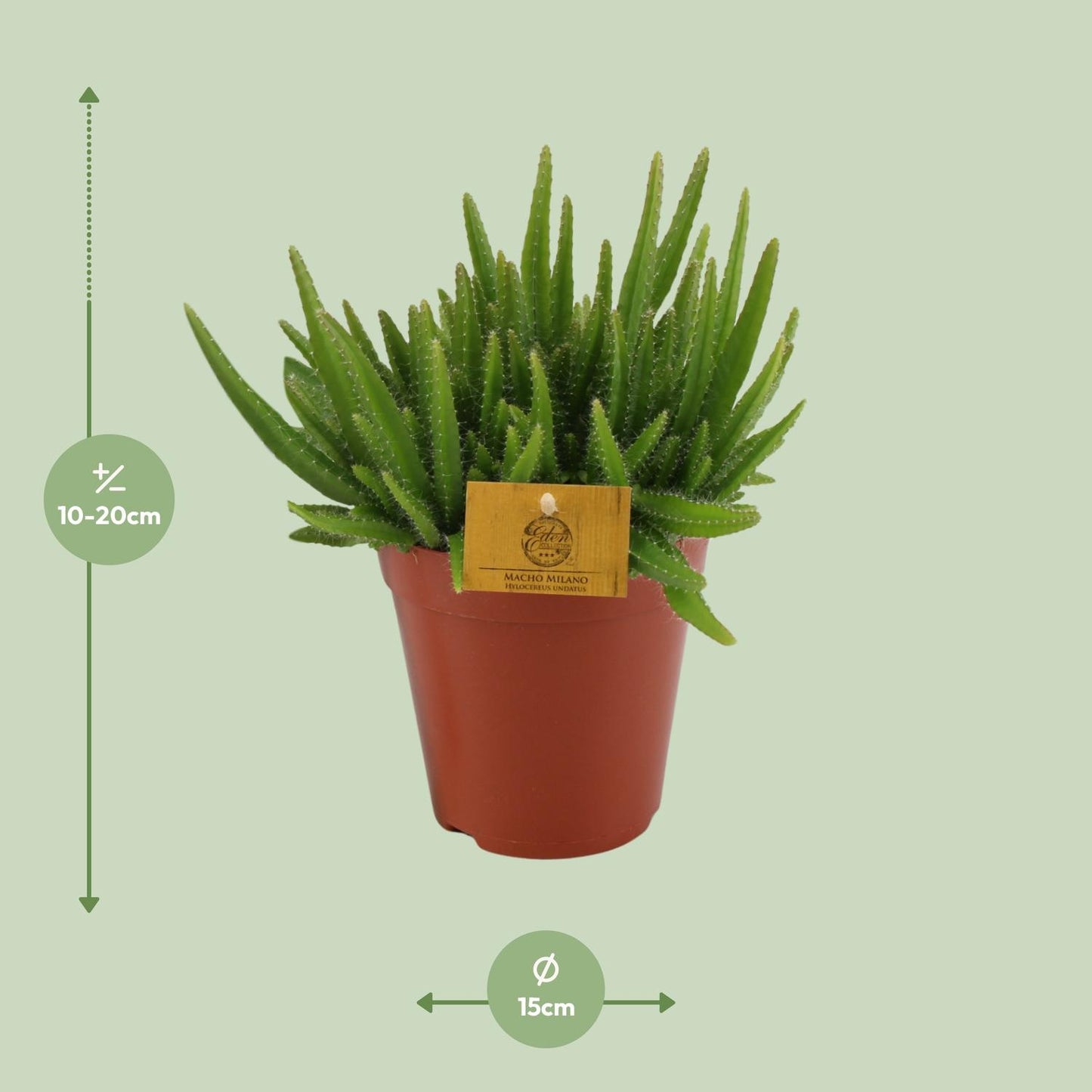 Hylocereus Undatus - Ø15cm - ↕20cm