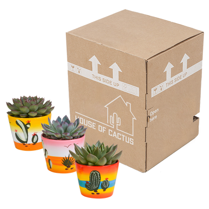 Echeverien Mix 8,5 cm – 3er Set im handbemalten Mexiko-Topf