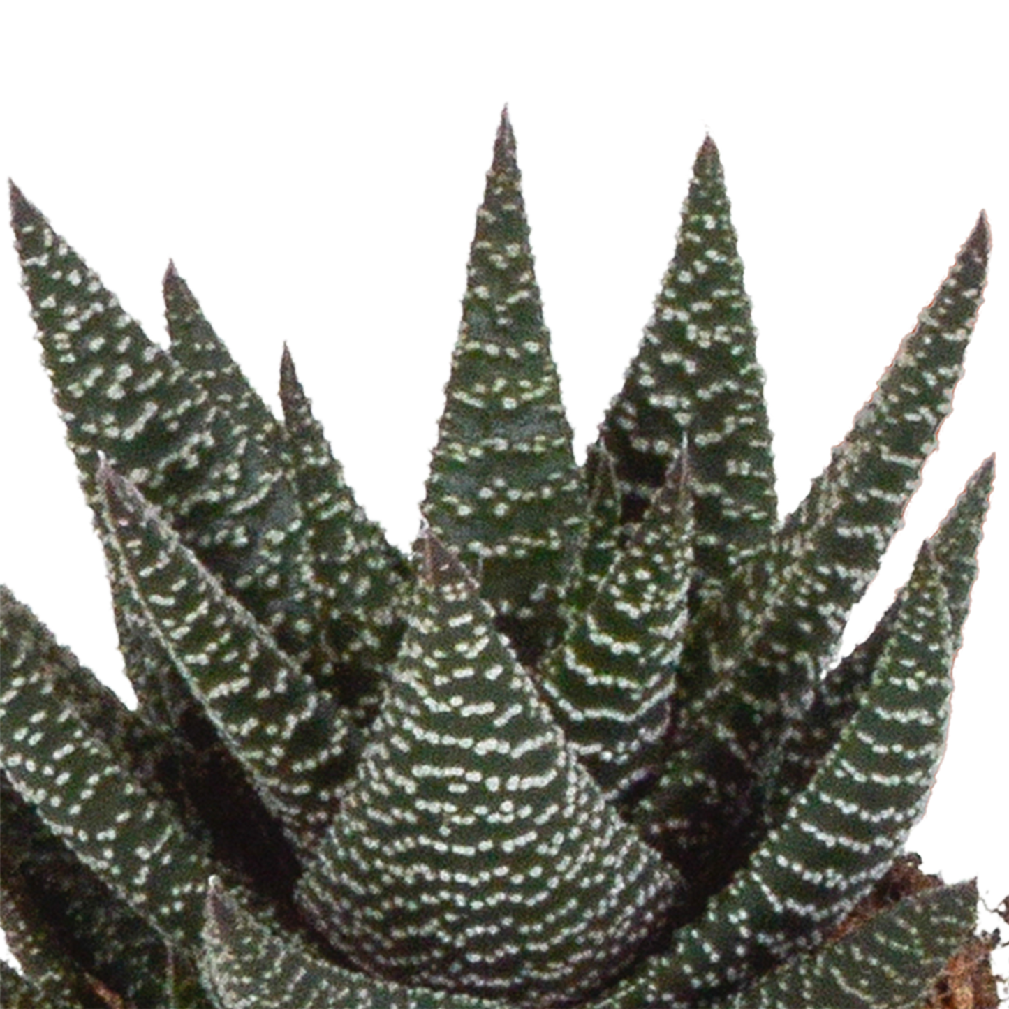Gasteria/Haworthia-Mischung 8,5cm - 3x - zonder pot