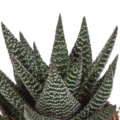 Gasteria/Haworthia-Mischung 8,5cm - 3x - zonder pot