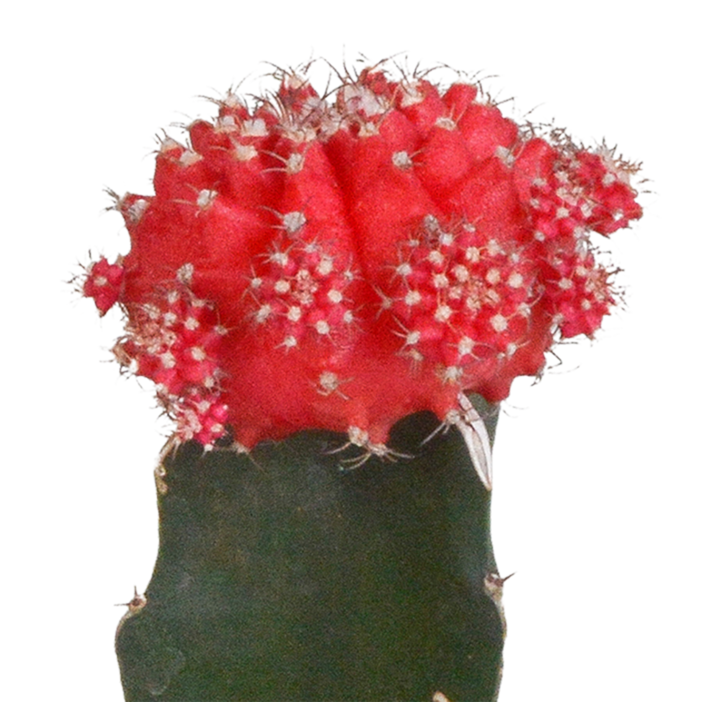 Gymnocalycium Mix 3er Set – Bunte Kakteenveredelung