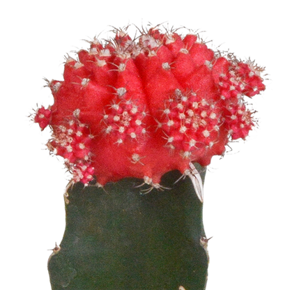 Gymnocalycium Mix 3er Set – Bunte Kakteenveredelung