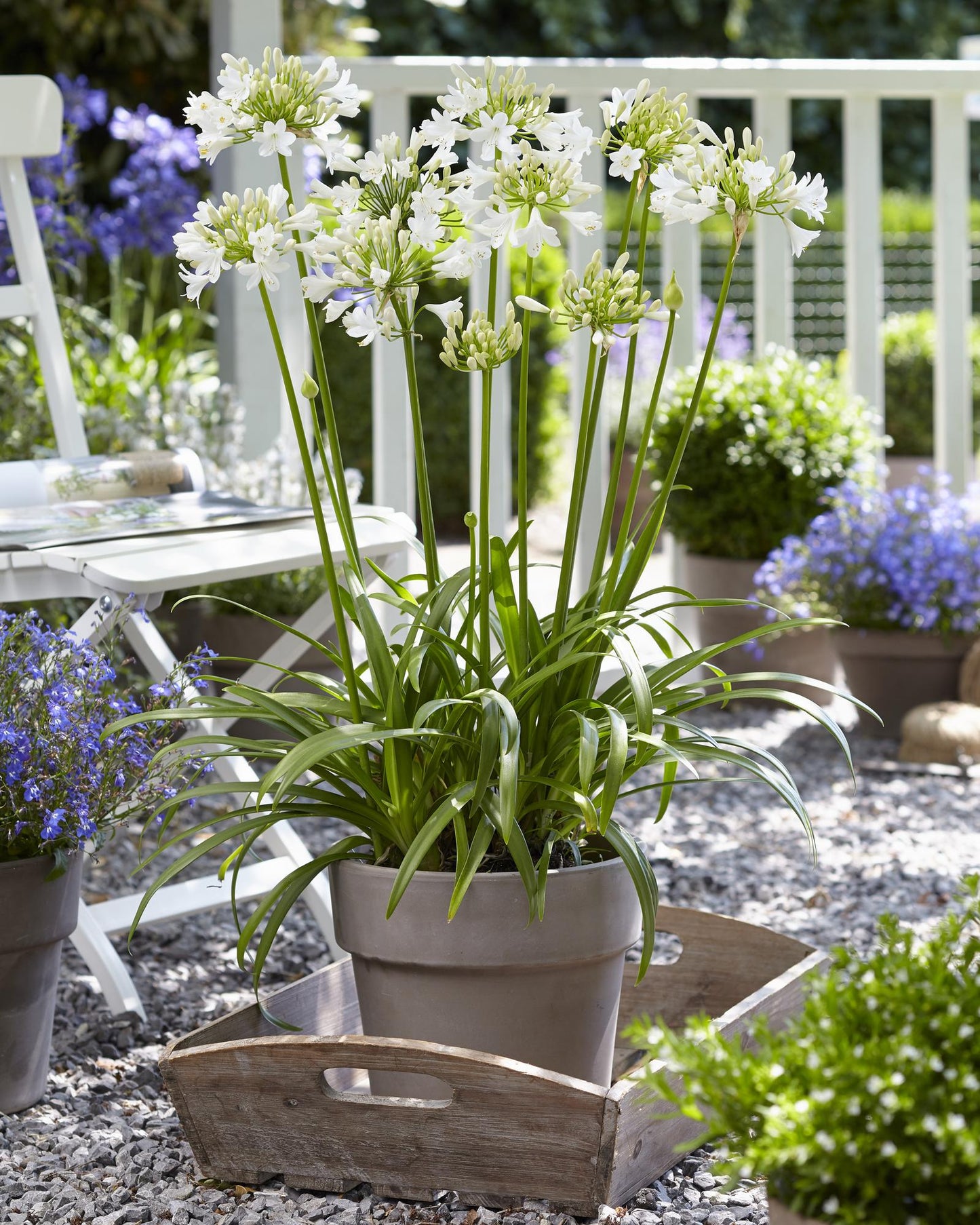 Agapanthus 'Ever White' - Ø19cm - ↕30cm