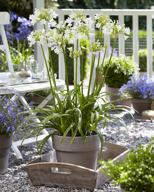 Agapanthus 'Ever White' - Ø19cm - ↕30cm