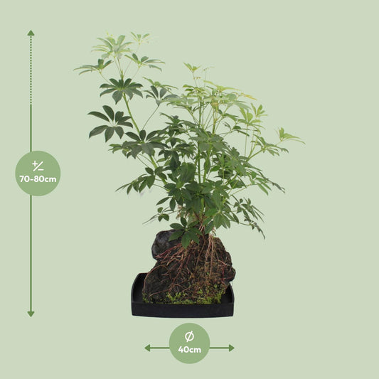 Schefflera Arboricola - Ø40cm - ↕80cm