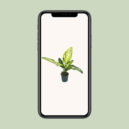 Dieffenbachia Mars - Ø24cm - ↕110cm