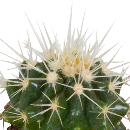 Cactus en vetplanten Mischung 5,5 cm | 15 stück - in witte pot
