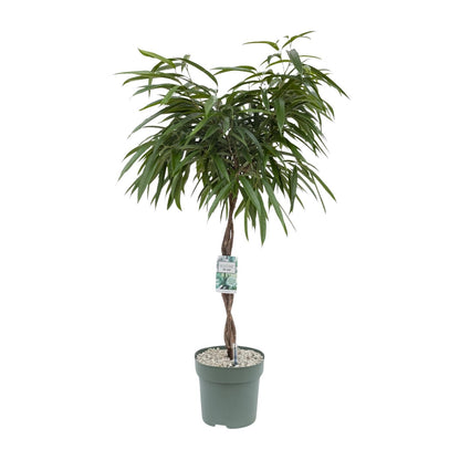 Ficus Mahori - Ø27cm - ↕120cm