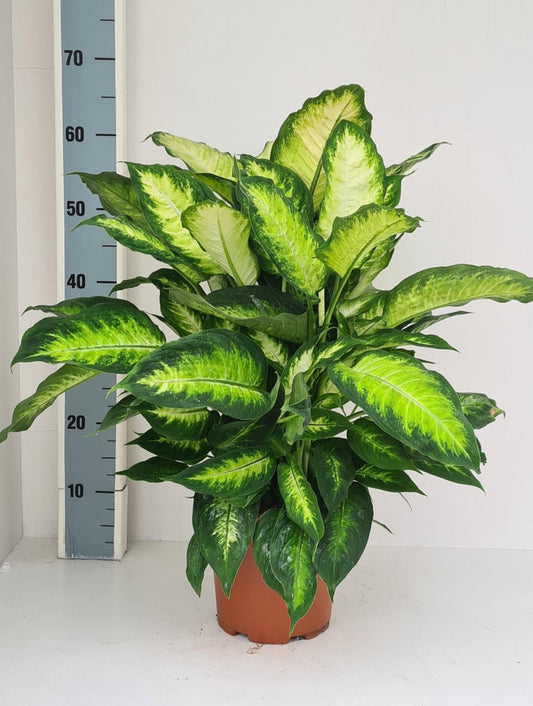 Dieffenbachia Camilla