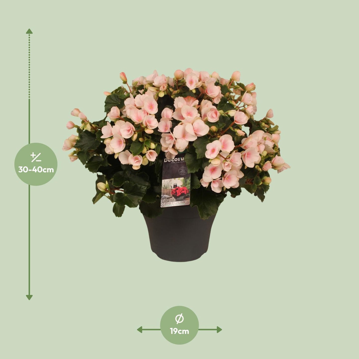 Begonia Betulia''light'' Licht Rose Decorum