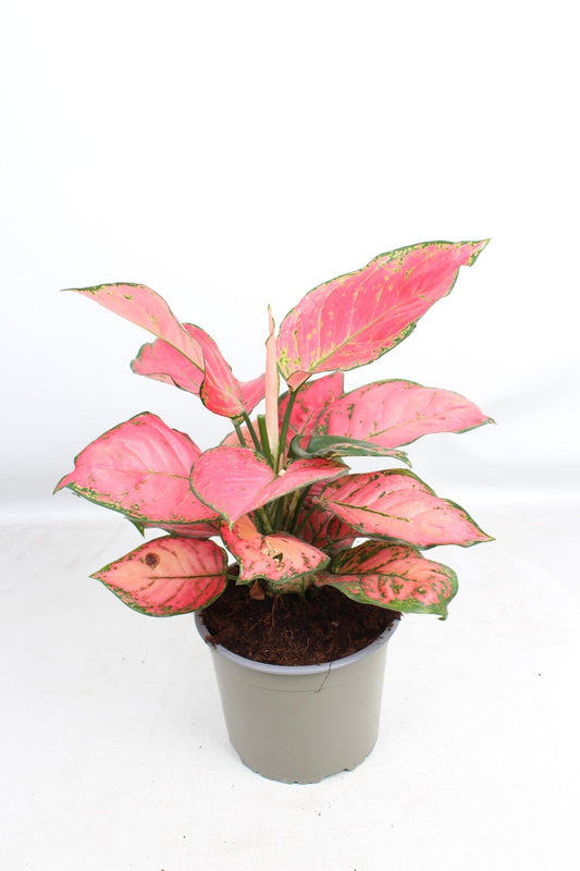 Aglaonema Sun Star - Ø17cm - ↕50cm