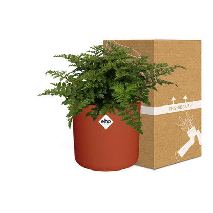 Asplenium Parvati in ELHO b.for soft rond 14cm brique