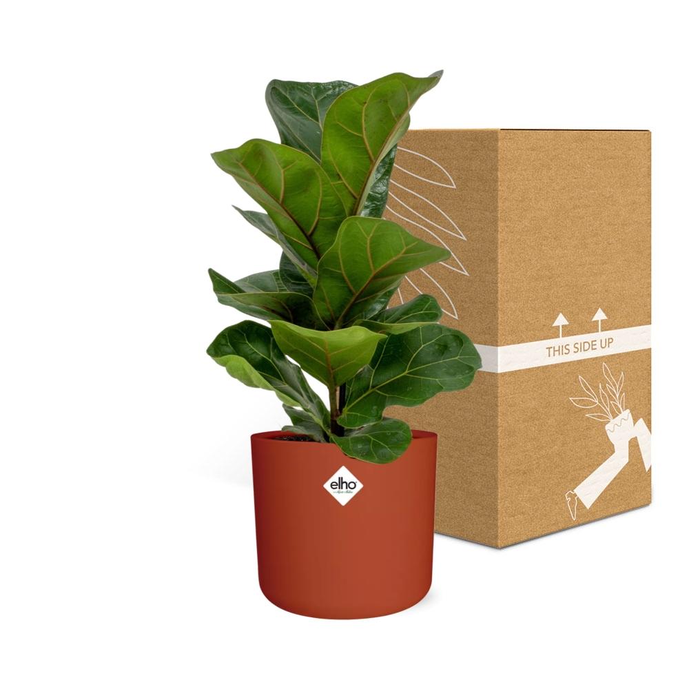 Ficus Lyrata ‘Bambino’ in ELHO b.for soft rond 14cm brique