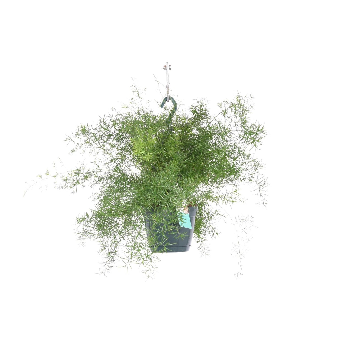 Asparagus Sprengeri Hängen - Ø17cm - ↕35cm