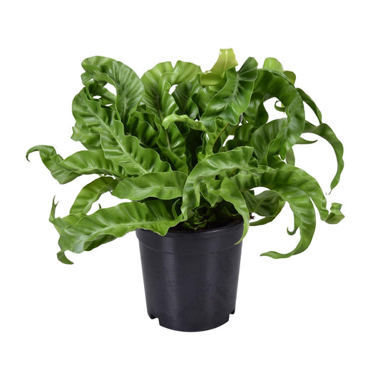 Asplenium Antiquum - Ø17cm - ↕40cm