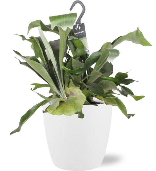Platycerium Bifurcatum - Ø17cm - ↕30cm + Pot Brussels D18x17cm - Weiß