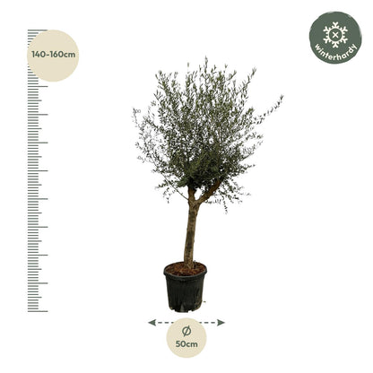 Olivenbaum 'Olea Lorc' 200 cm – Mediterrane Kübelpflanze