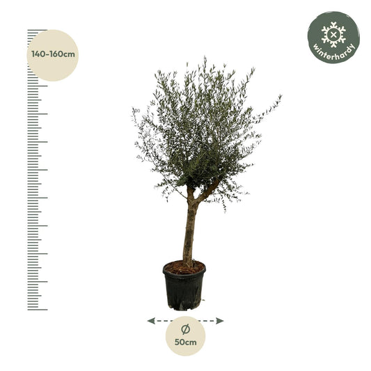 Olivenbaum 'Olea Lorc' 200 cm – Mediterrane Kübelpflanze