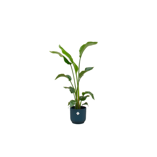 Baumstrelitzie 100 cm im Elho Design-Topf Atlantikblau