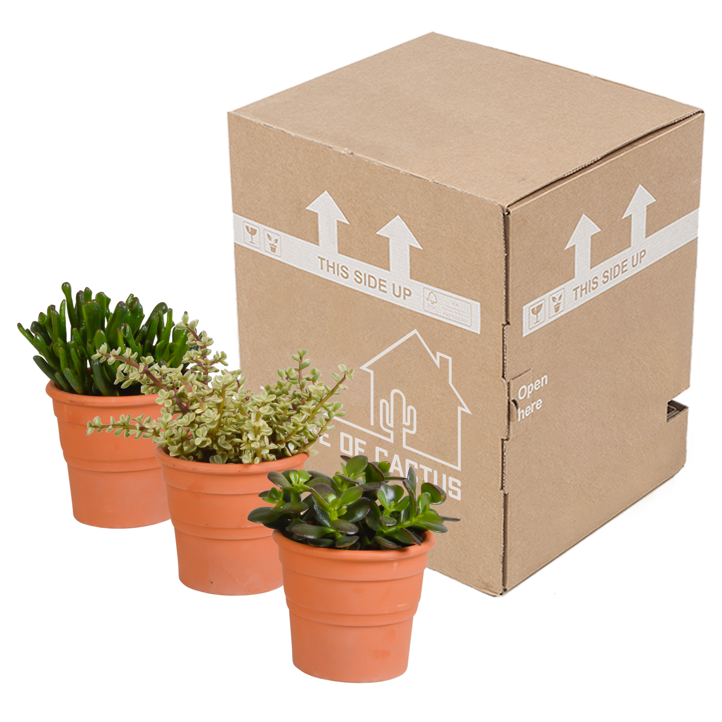 Crassula-Mischung 10,5 cm - 3x - in terracotta pot