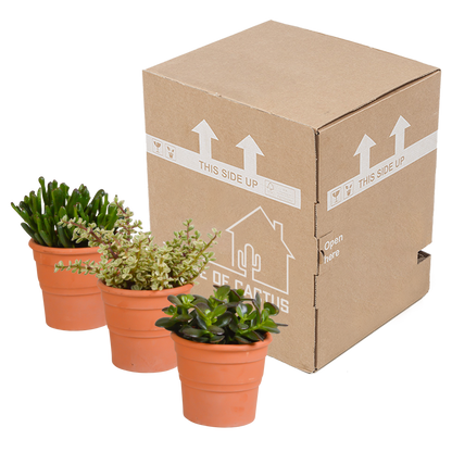 Crassula-Mischung 10,5 cm - 3x - in terracotta pot