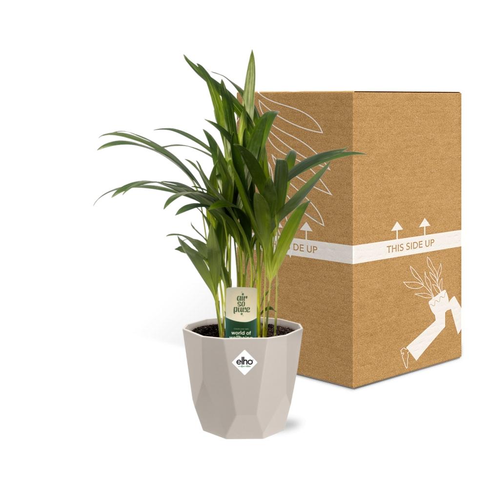 Dypsis Lutescens (Areca) 12cm in ELHO b.for rock 14 cm warm grey