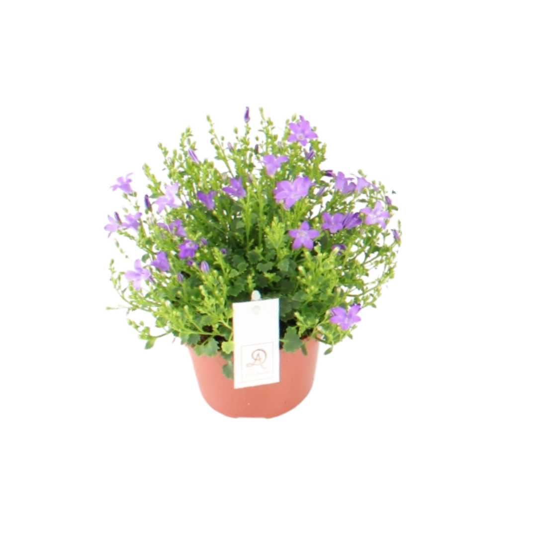 Campanula P12 Dolc'Amore® Steeketiket - Ø12cm - ↕22cm