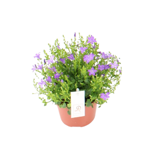 Campanula P12 Dolc'Amore® Steeketiket - Ø12cm - ↕22cm