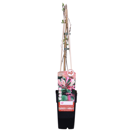 4x - Lonicera periclymenum 'Belgica' - ↨65cm - Ø15