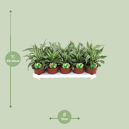 Dracaena Kanzi - Ø12cm - ↕22cm