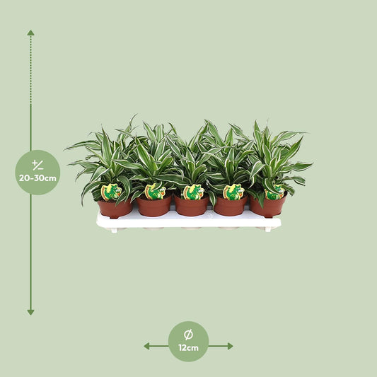 Dracaena Kanzi - Ø12cm - ↕22cm
