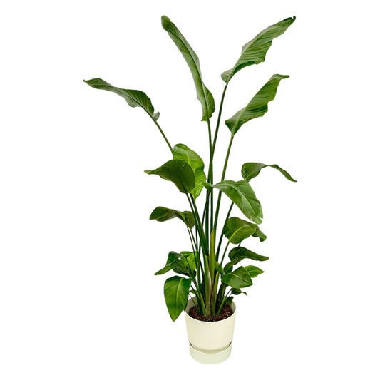 Weißer Paradiesvogel 180 cm – Strelitzia nicolai im Topf