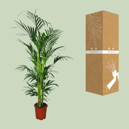 Howea - Ø27cm - ↕200cm