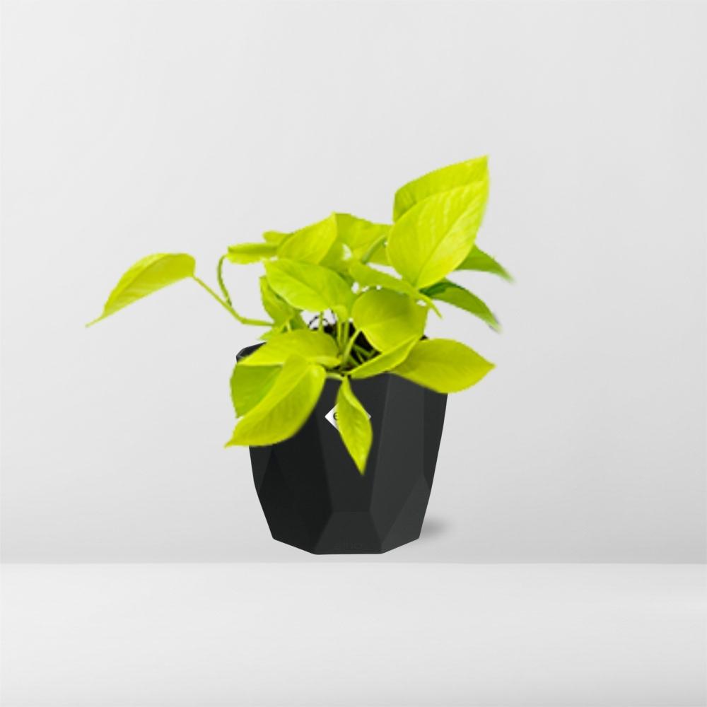 Epipremnum Pinnatum ‘Golden Pothos’ in 14cm b.for rock living black