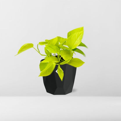 Epipremnum Pinnatum ‘Golden Pothos’ in 14cm b.for rock living black