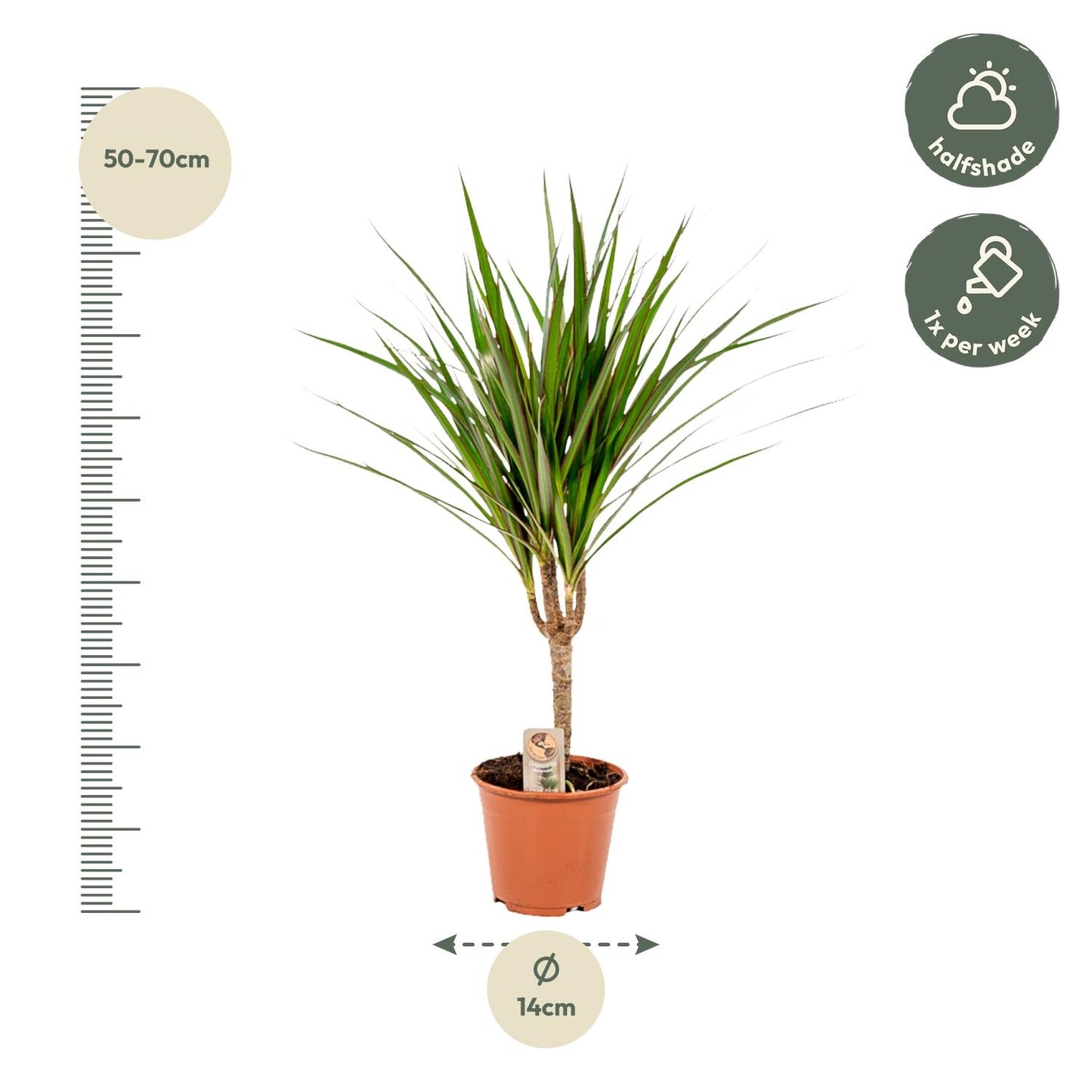 Drachenbaum Marginata – 60 cm pflegeleichte Zimmerpflanze