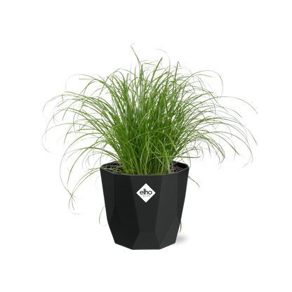 Cyperus Alternifolius Zumula in 14cm b.for rock living black