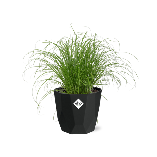 Cyperus Alternifolius Zumula in 14cm b.for rock living black