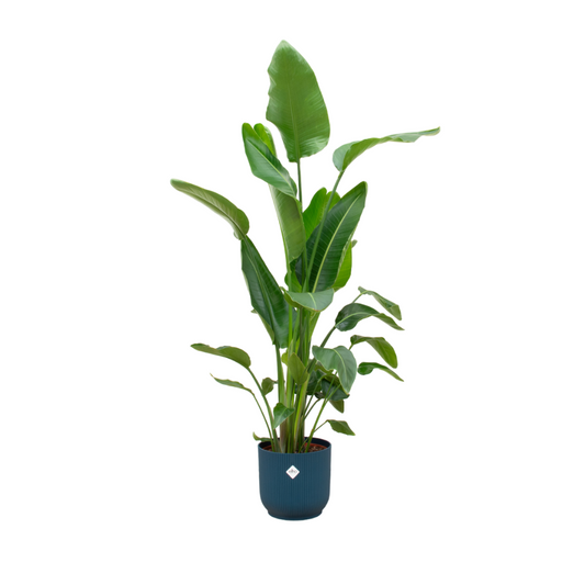Baum-Strelitzie 180 cm im elho Vibes Fold Topf